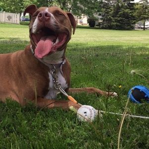 Meet your Posher, Diana